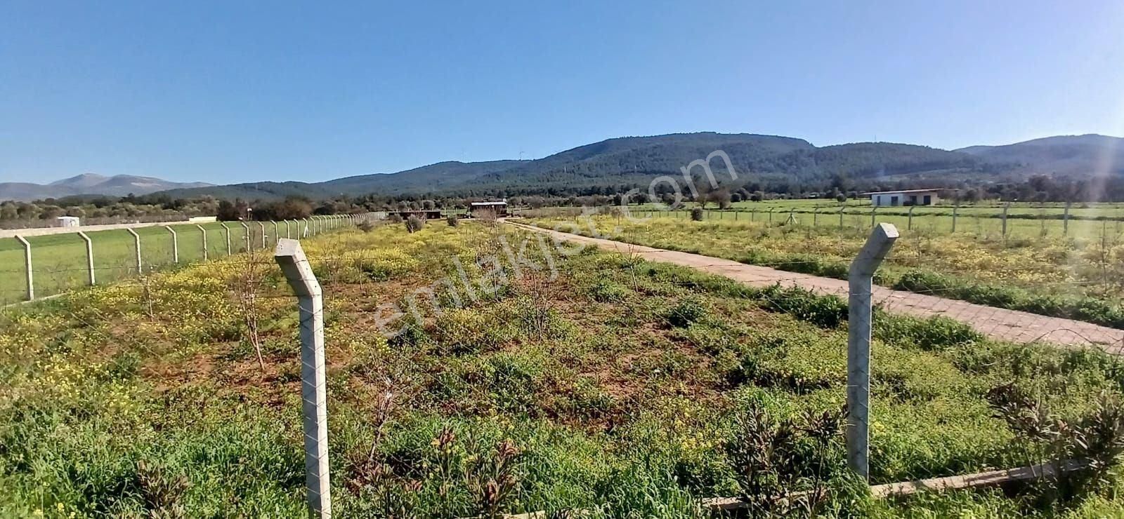 Bodrum Da Hazır Çiftlik 5855 M2 Yola Cepheli Yaşam Evi - Görsel 20