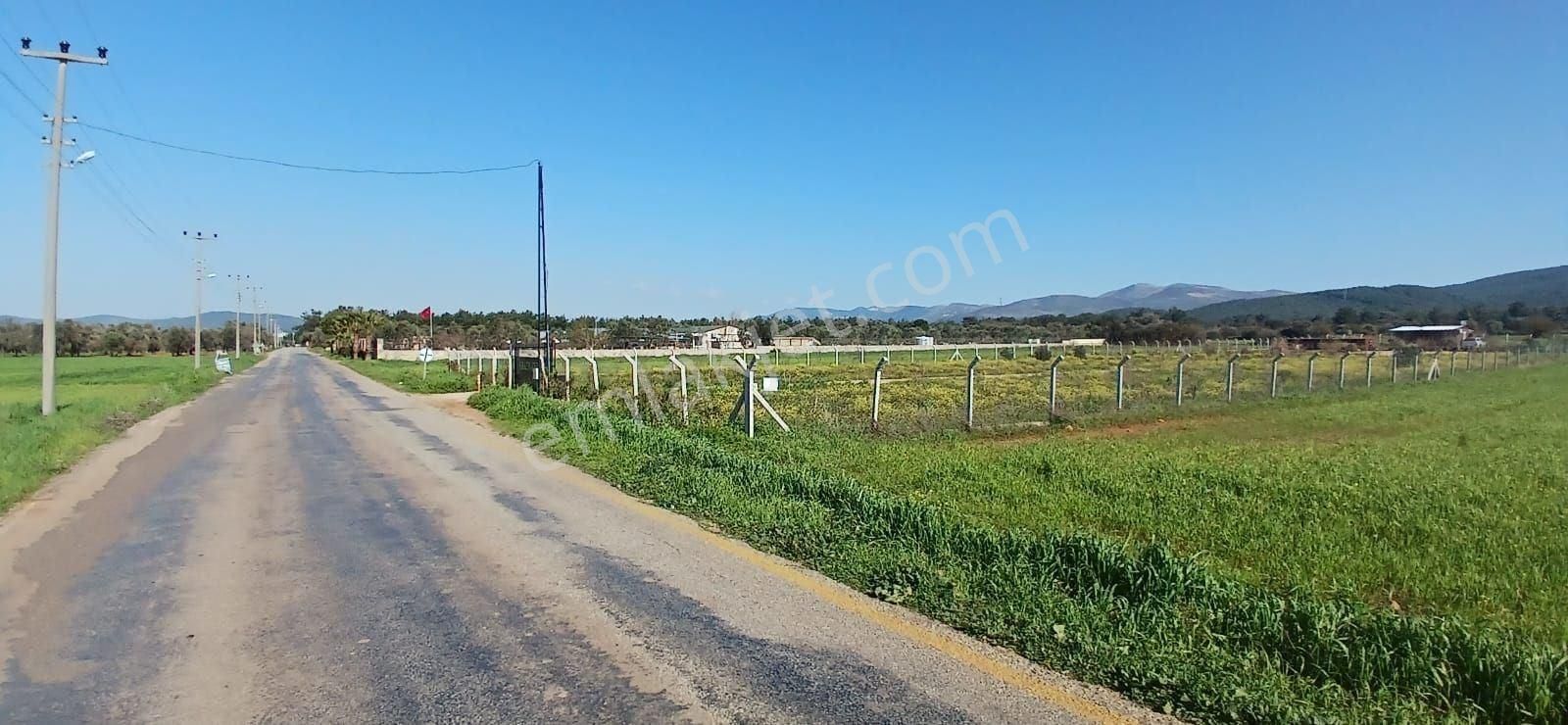 Bodrum Da Hazır Çiftlik 5855 M2 Yola Cepheli Yaşam Evi - Görsel 14