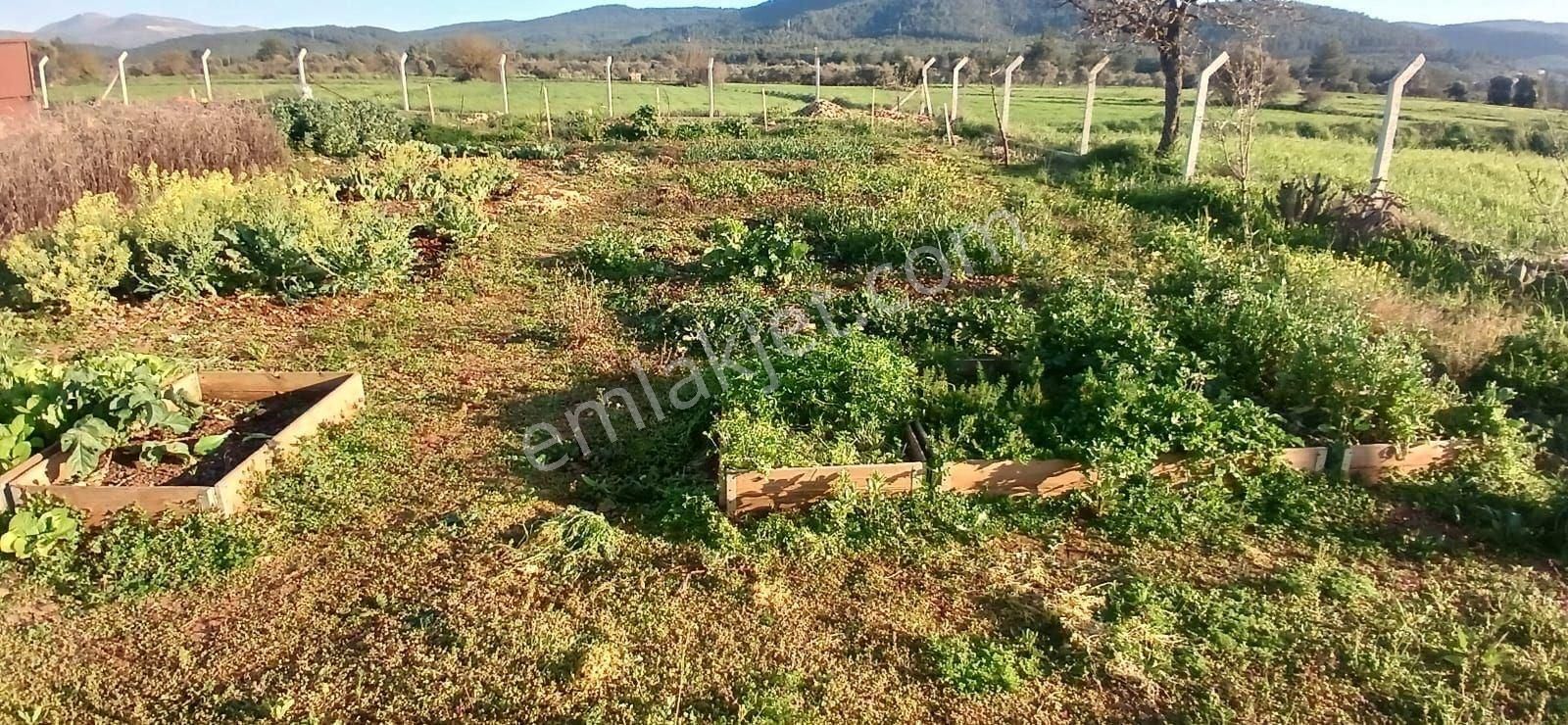 Bodrum Da Hazır Çiftlik 5855 M2 Yola Cepheli Yaşam Evi - Görsel 2