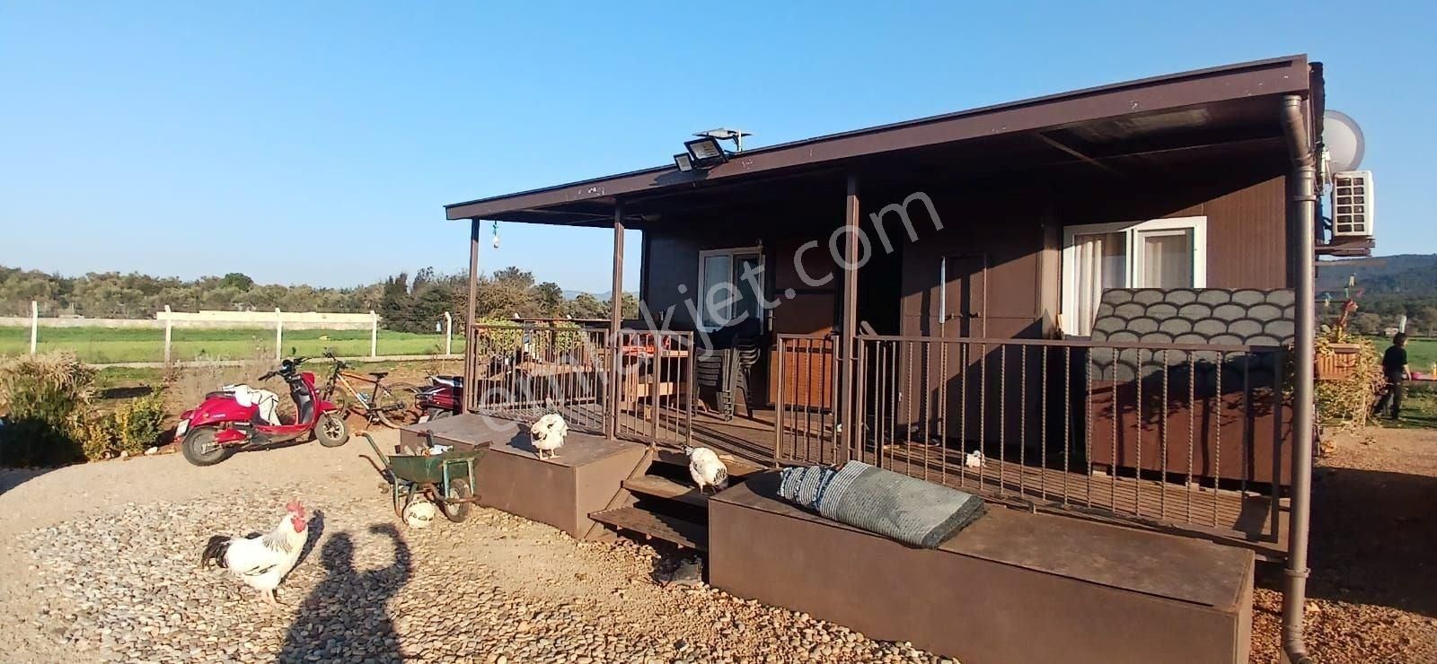 Bodrum Da Hazır Çiftlik 5855 M2 Yola Cepheli Yaşam Evi - Görsel 6