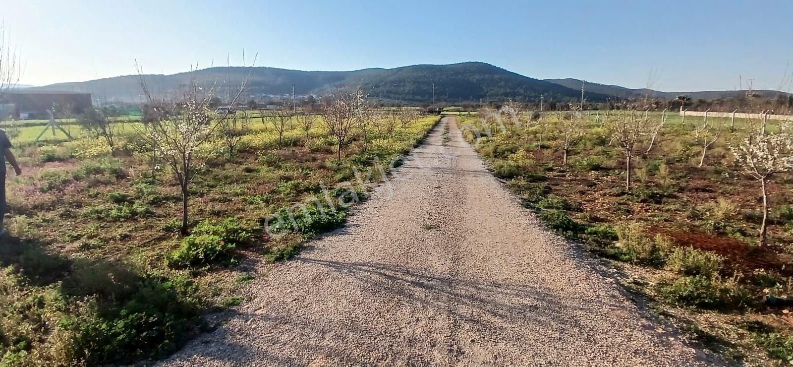 Bodrum Da Hazır Çiftlik 5855 M2 Yola Cepheli Yaşam Evi - Görsel 12