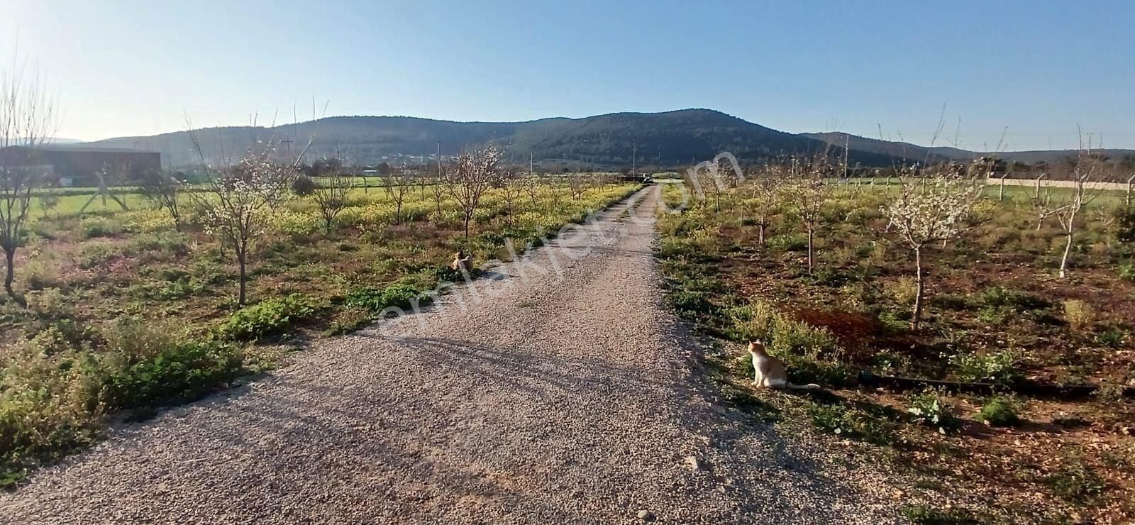 Bodrum Da Hazır Çiftlik 5855 M2 Yola Cepheli Yaşam Evi