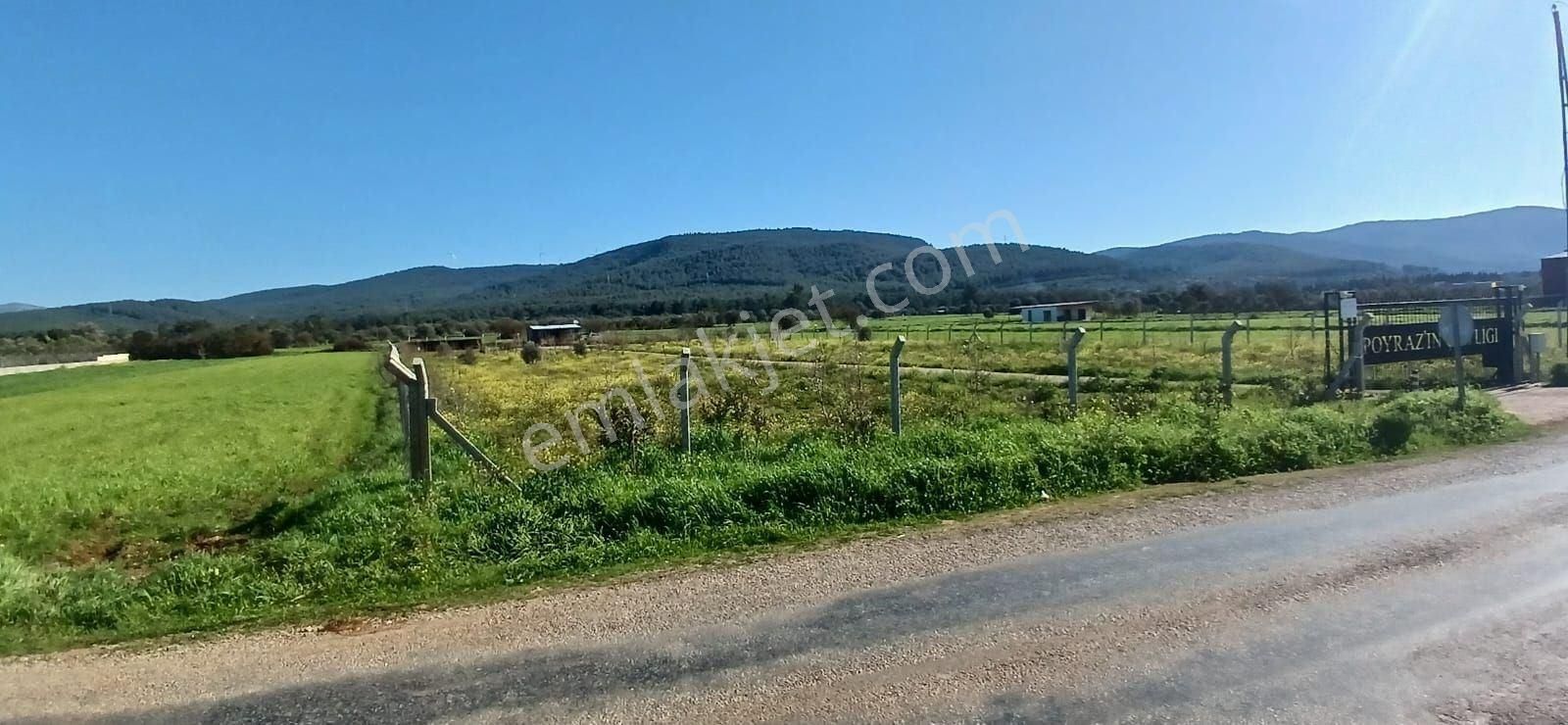 Bodrum Da Hazır Çiftlik 5855 M2 Yola Cepheli Yaşam Evi - Görsel 27