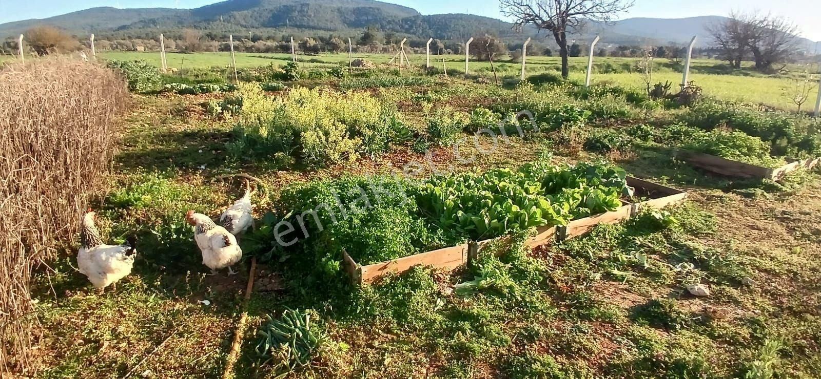Bodrum Da Hazır Çiftlik 5855 M2 Yola Cepheli Yaşam Evi - Görsel 11