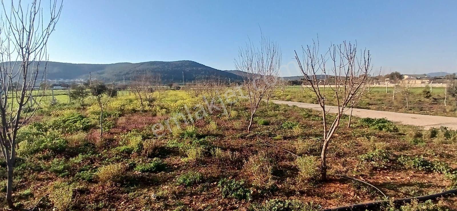 Bodrum Da Hazır Çiftlik 5855 M2 Yola Cepheli Yaşam Evi - Görsel 10