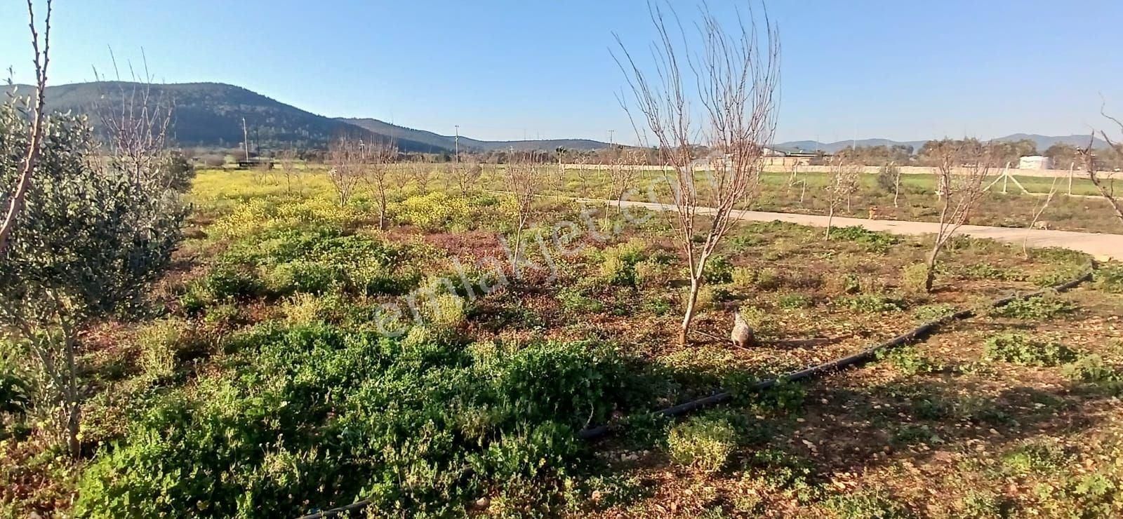 Bodrum Da Hazır Çiftlik 5855 M2 Yola Cepheli Yaşam Evi - Görsel 7