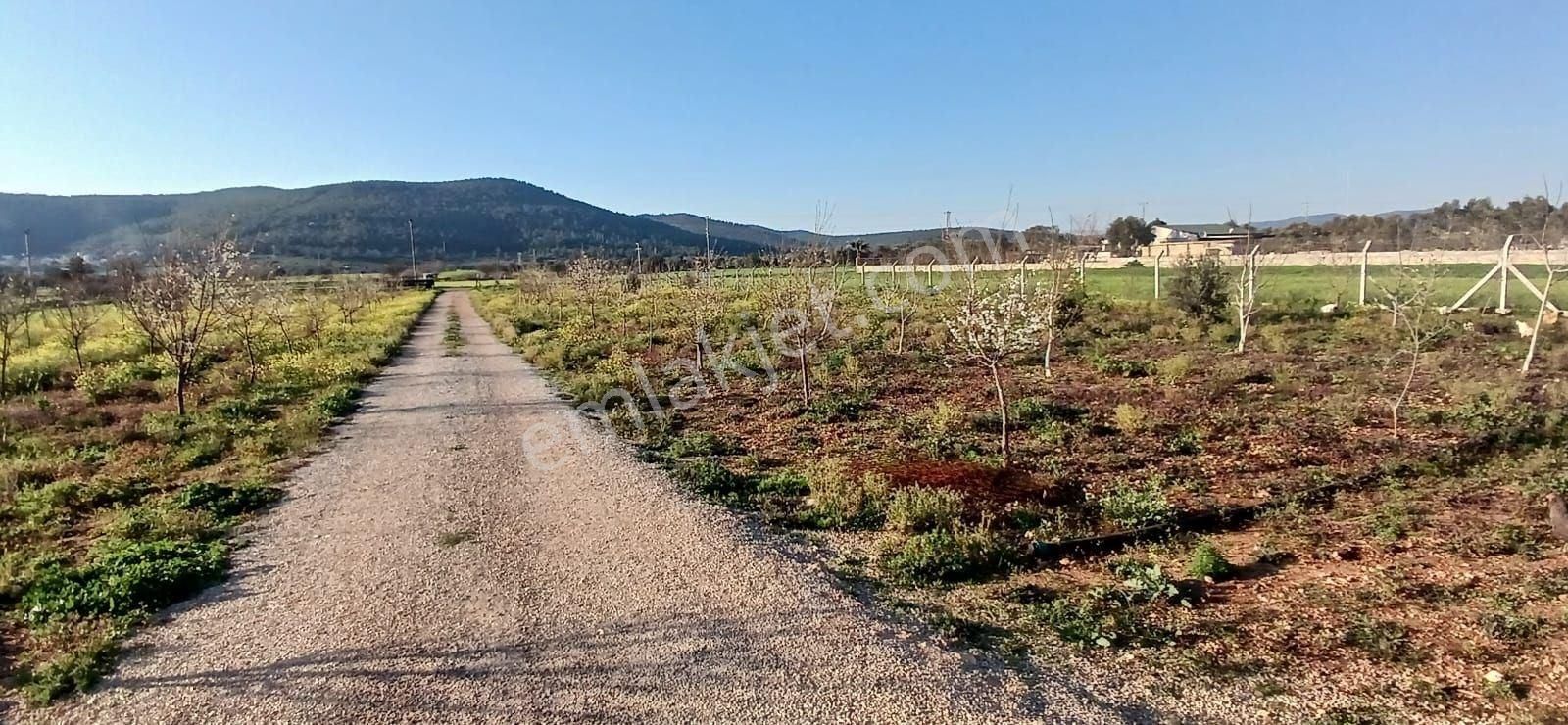 Bodrum Da Hazır Çiftlik 5855 M2 Yola Cepheli Yaşam Evi - Görsel 16