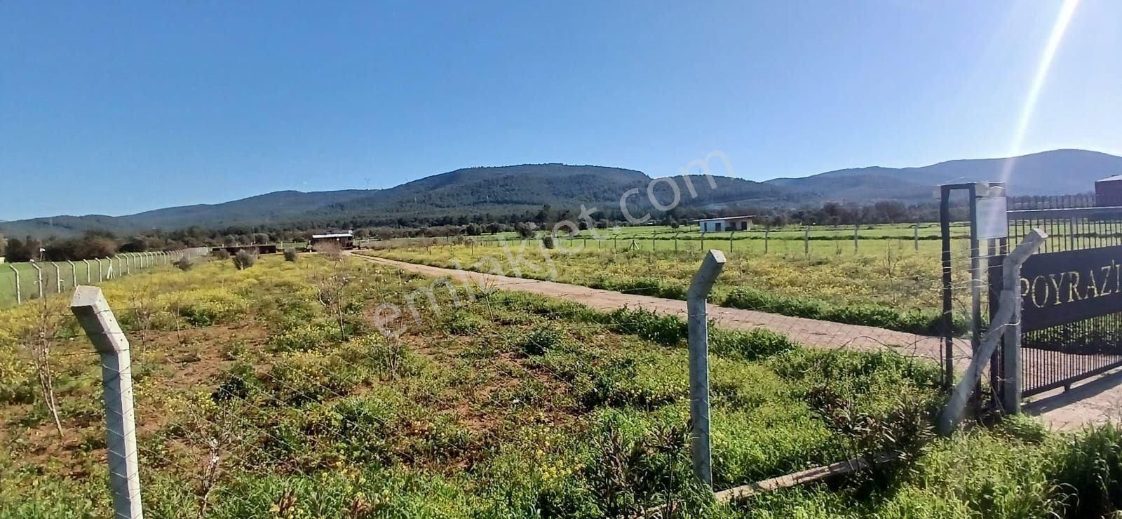 Bodrum Da Hazır Çiftlik 5855 M2 Yola Cepheli Yaşam Evi - Görsel 19