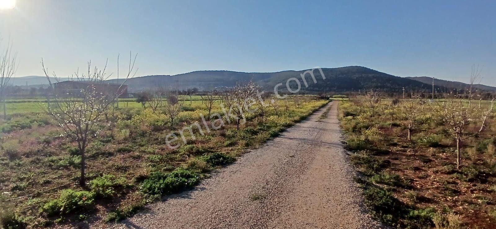 Bodrum Da Hazır Çiftlik 5855 M2 Yola Cepheli Yaşam Evi - Görsel 8