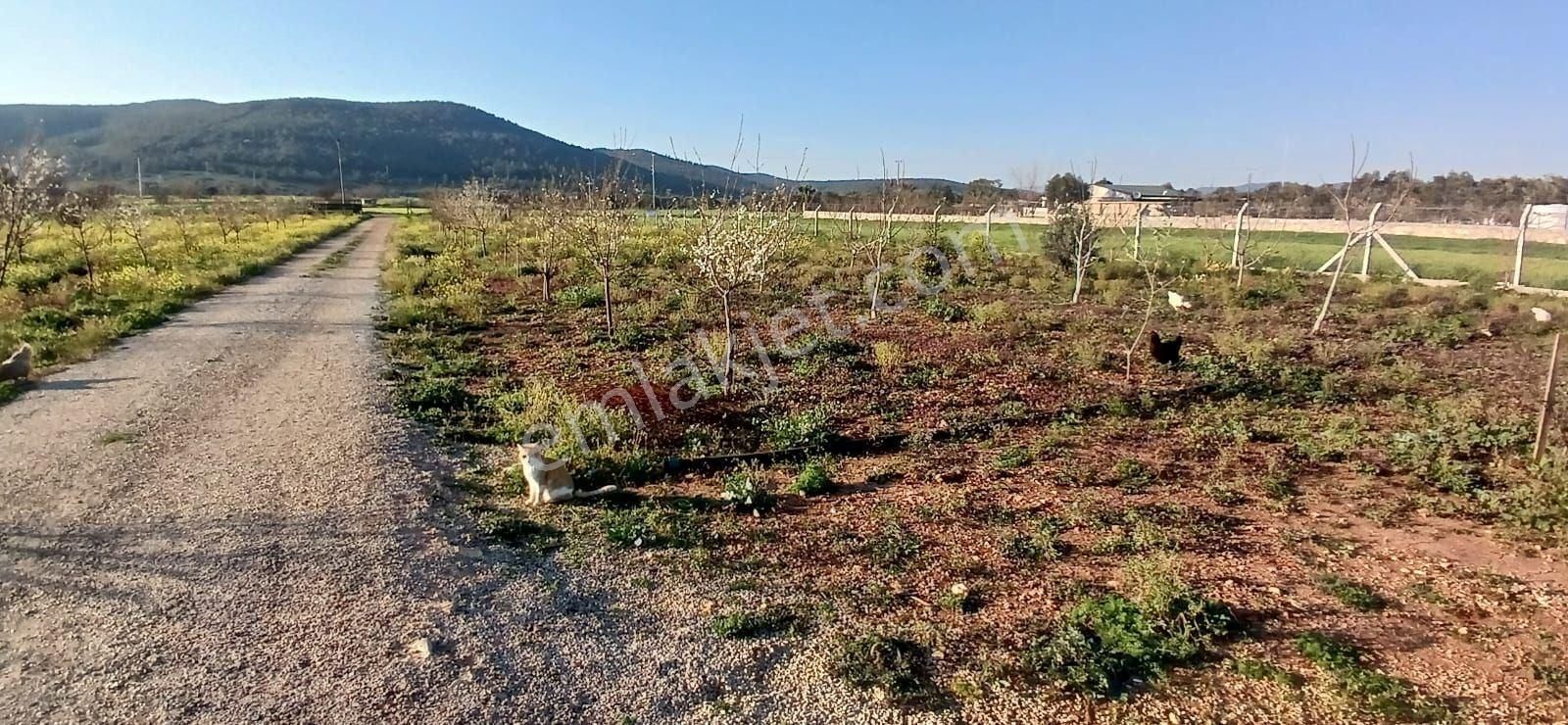 Bodrum Da Hazır Çiftlik 5855 M2 Yola Cepheli Yaşam Evi - Görsel 5