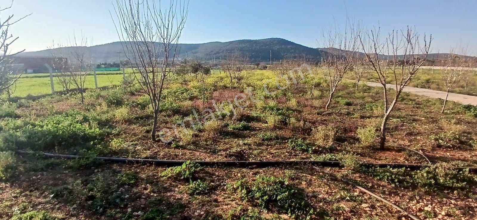 Bodrum Da Hazır Çiftlik 5855 M2 Yola Cepheli Yaşam Evi - Görsel 9