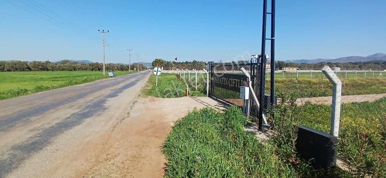 Bodrum Da Hazır Çiftlik 5855 M2 Yola Cepheli Yaşam Evi - Görsel 21