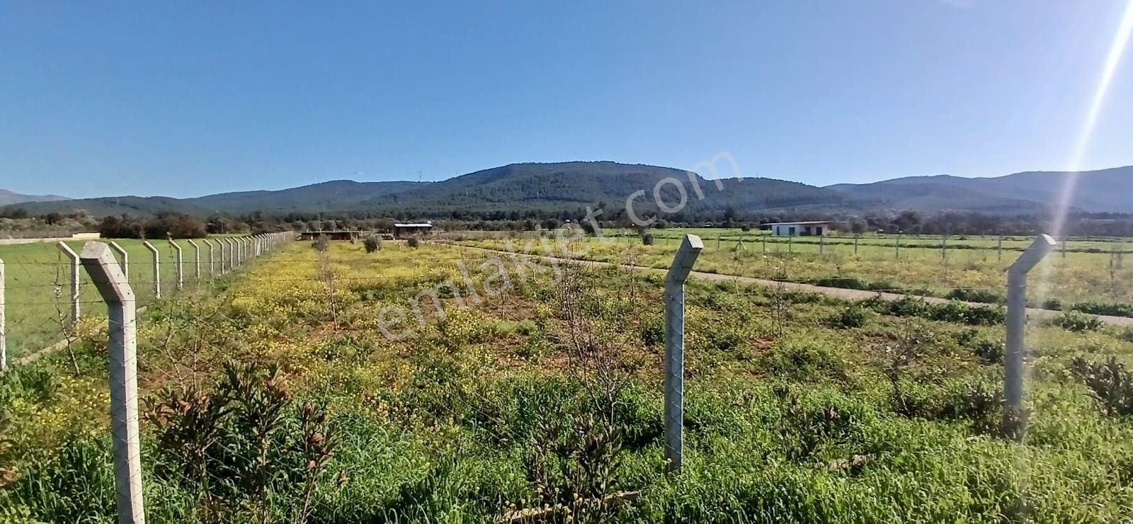 Bodrum Da Hazır Çiftlik 5855 M2 Yola Cepheli Yaşam Evi - Görsel 23