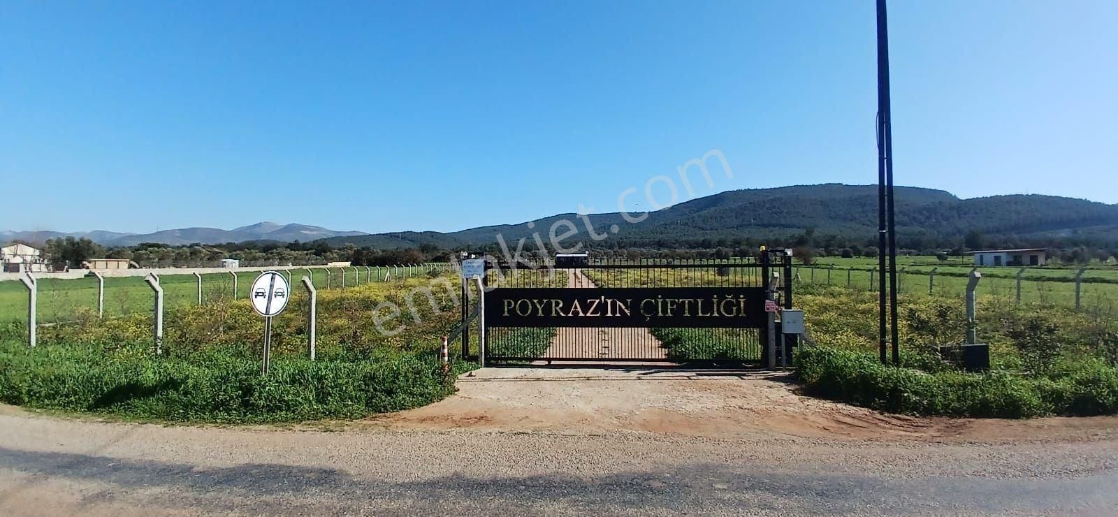 Bodrum Da Hazır Çiftlik 5855 M2 Yola Cepheli Yaşam Evi - Görsel 30