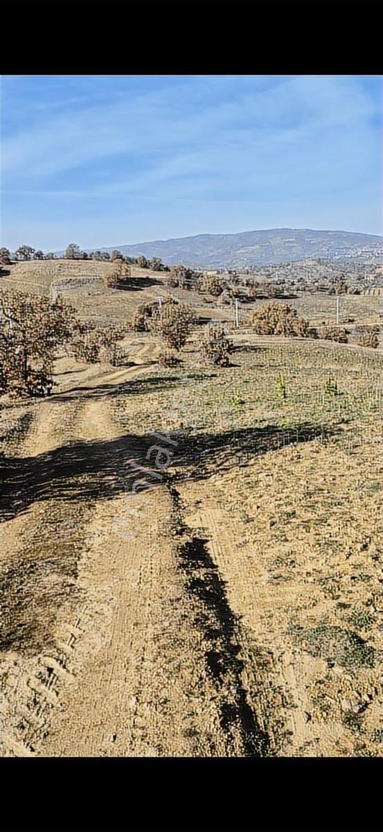 Salihli Beşyol Emlaktan 570 Dönüm Satılık Arazi - Görsel 21