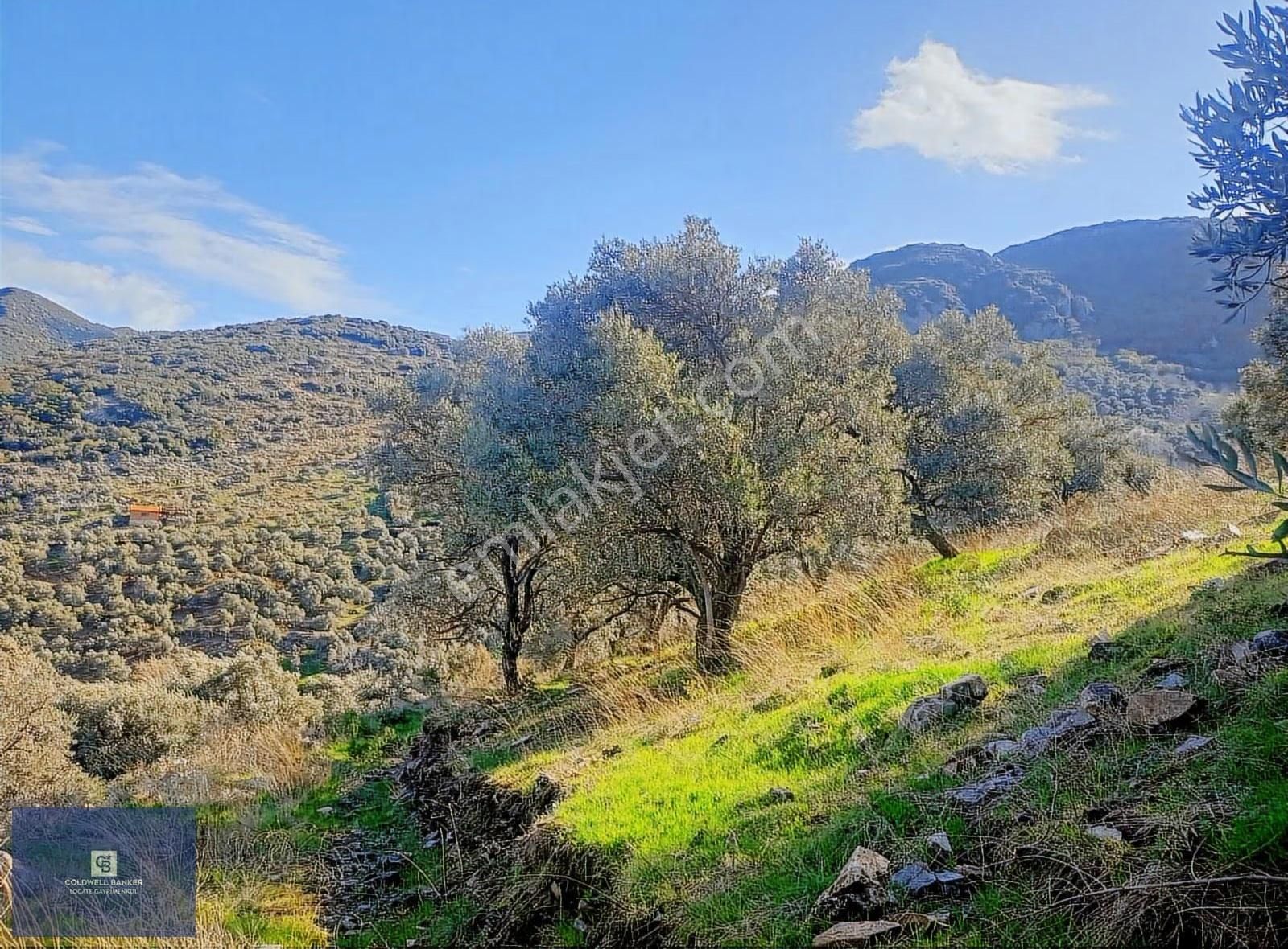 Akçaşehir'de 15 Dönüm Yatırımlık Zeytinlik: 600 Ağaç, Yüksek Ver - Görsel 3