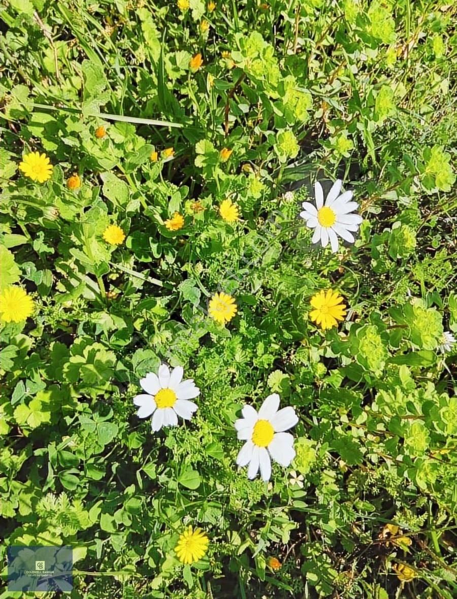 Akçaşehir'de 15 Dönüm Yatırımlık Zeytinlik: 600 Ağaç, Yüksek Ver - Görsel 5