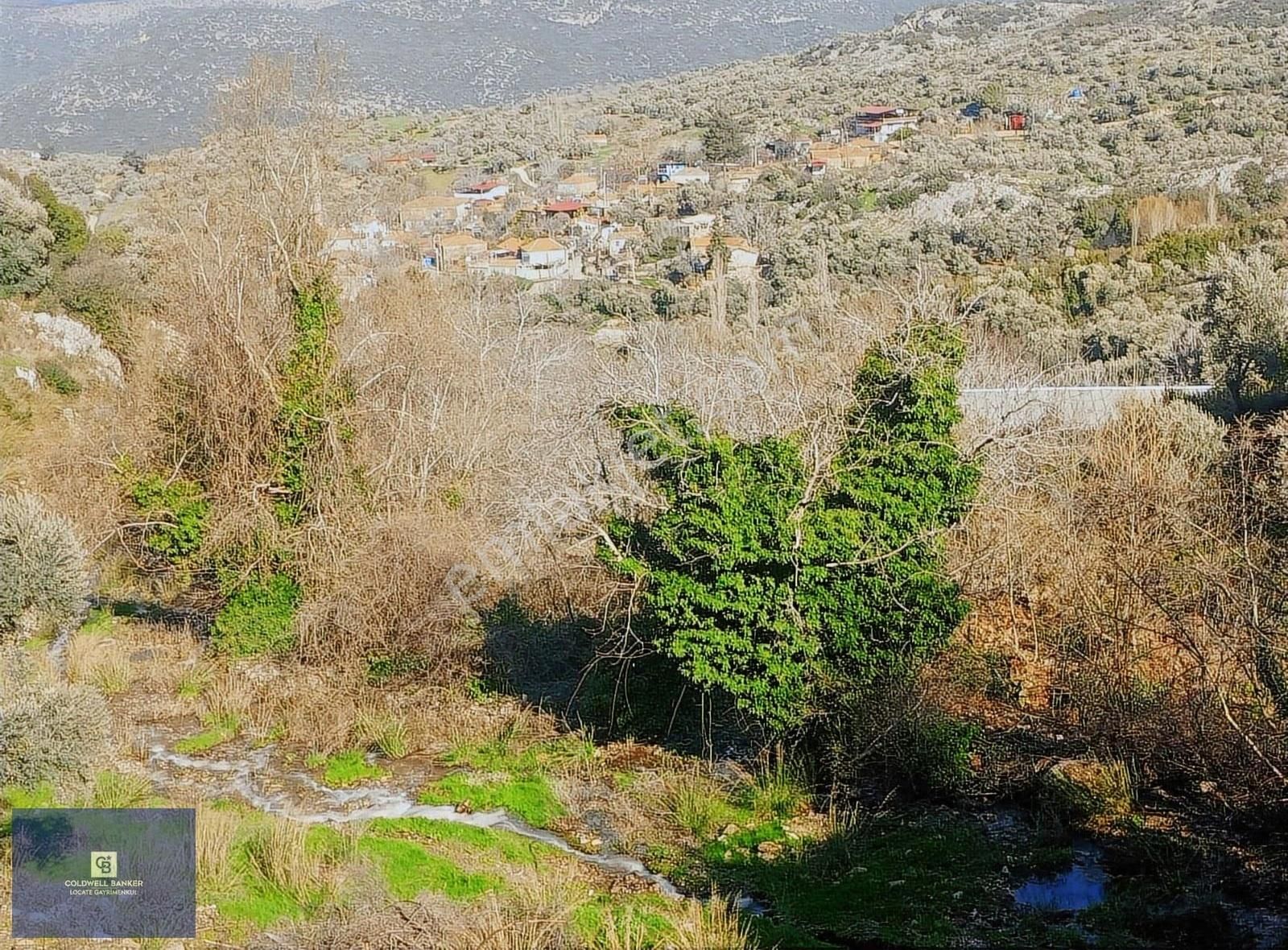 Akçaşehir'de 15 Dönüm Yatırımlık Zeytinlik: 600 Ağaç, Yüksek Ver - Görsel 4