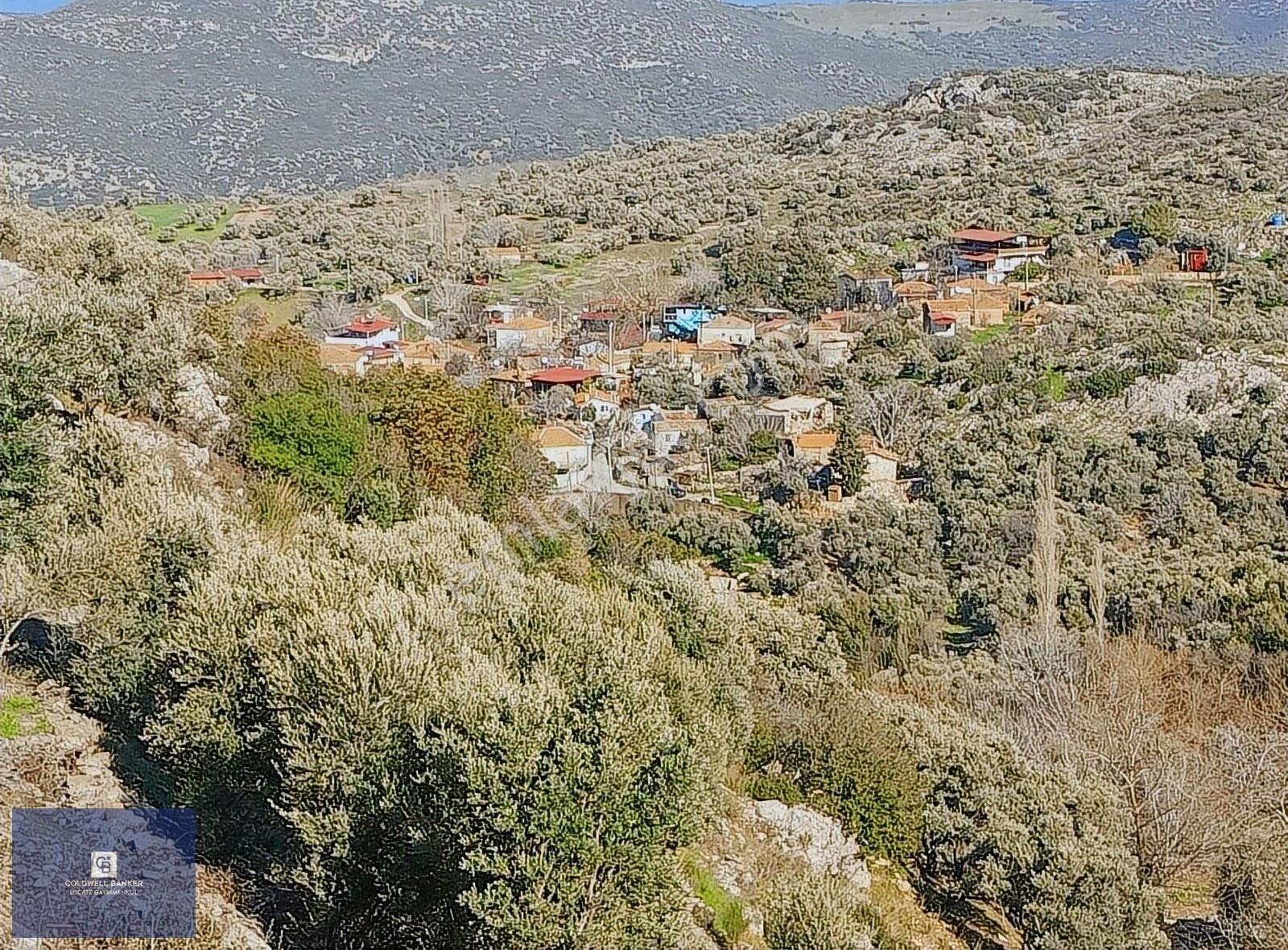 Akçaşehir'de 15 Dönüm Yatırımlık Zeytinlik: 600 Ağaç, Yüksek Ver - Görsel 6