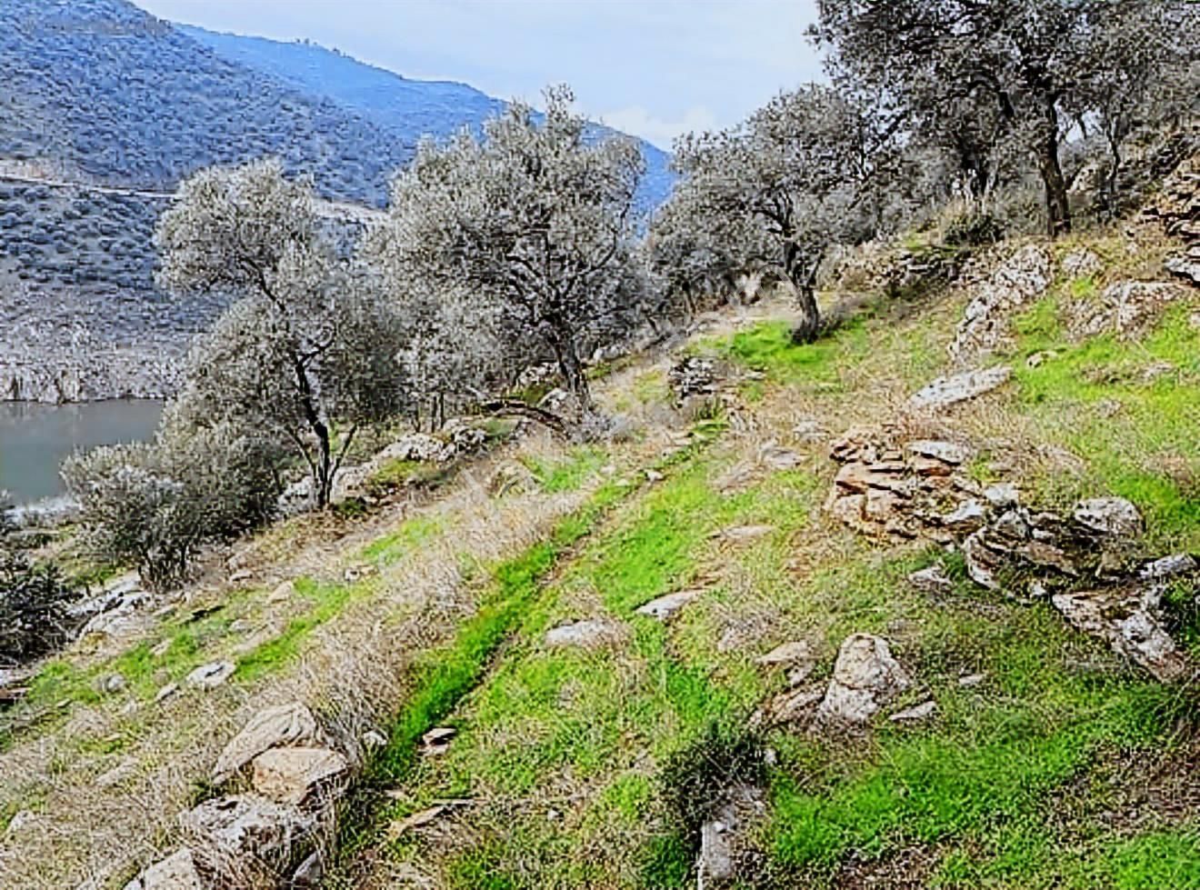 Bayındır Baraj Manzaralı Zeytinlik - Görsel 2