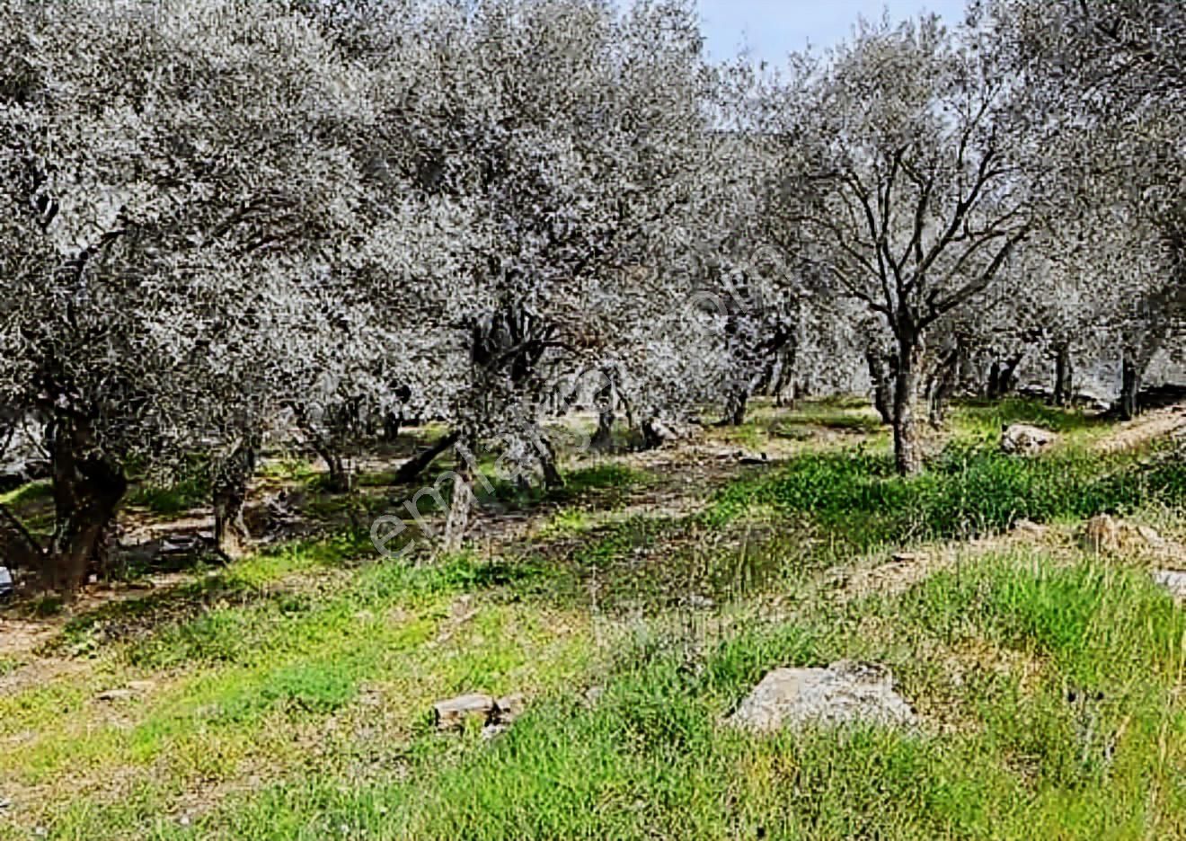 Bayındır Baraj Manzaralı Zeytinlik