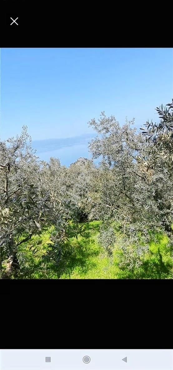 Saim Gencaydan İznik Göl Manzaralı Satılık Hobi Bahçe - Görsel 3