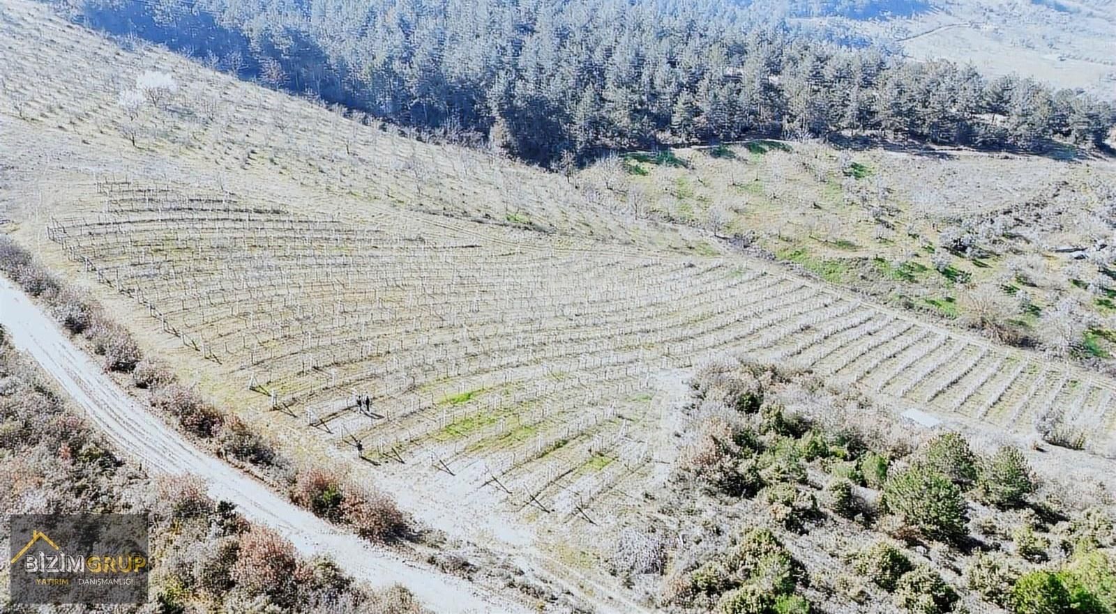 Sakarya Geyve Sarıgazi Mahallesinde Eşsiz Üzüm Bağı Fırsatı - Görsel 2