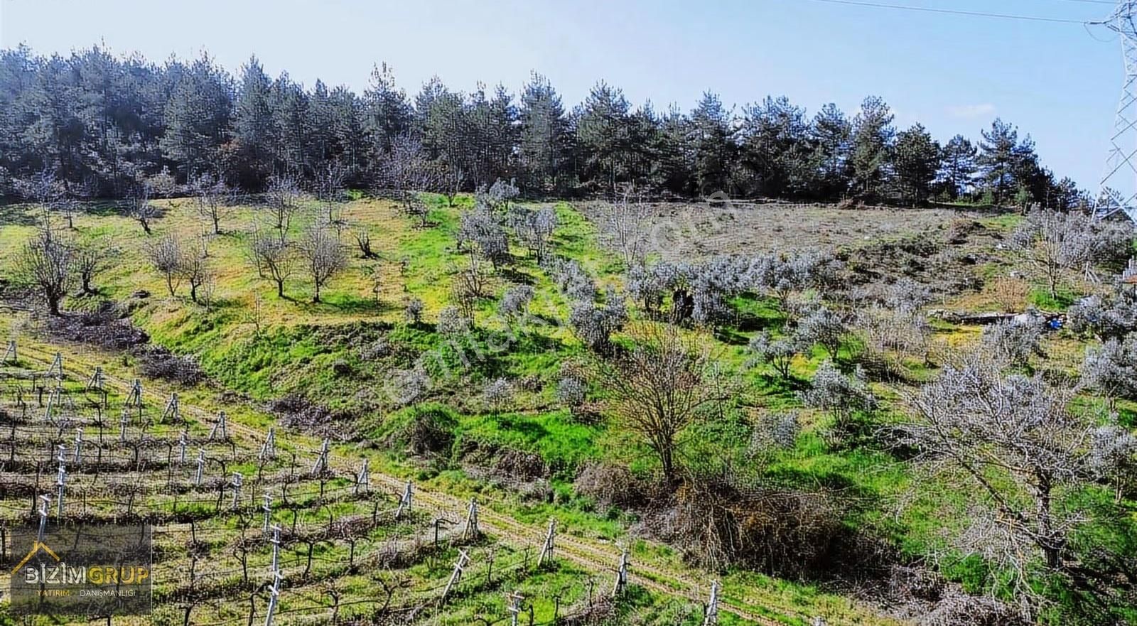 Sakarya Geyve Sarıgazi Mahallesinde Eşsiz Üzüm Bağı Fırsatı - Görsel 20