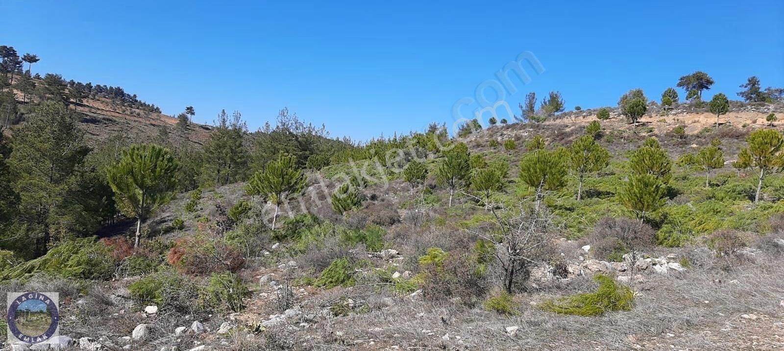Muğla Yatağan'da Fıstık Çamı Ve Zeytin Olan Tarla - Görsel 2