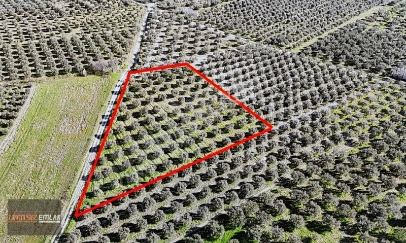 Akhisar Süleymanköy Çaltepede | 5349 M² | Tek Tapu Zeytinlik - Görsel 6