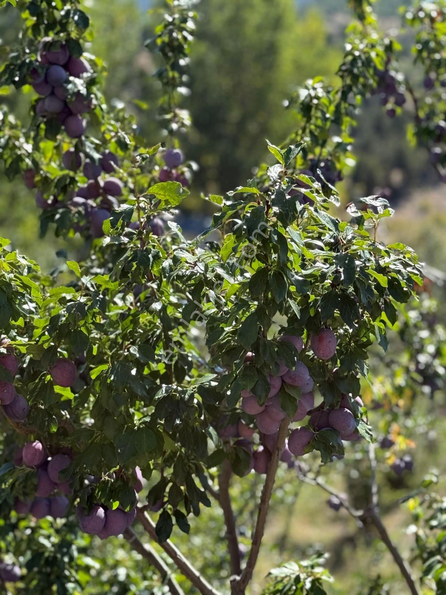 Bolkar Emlaktan Arslanköyde Satılık Köy İçi 450 M² Arsa - Görsel 13