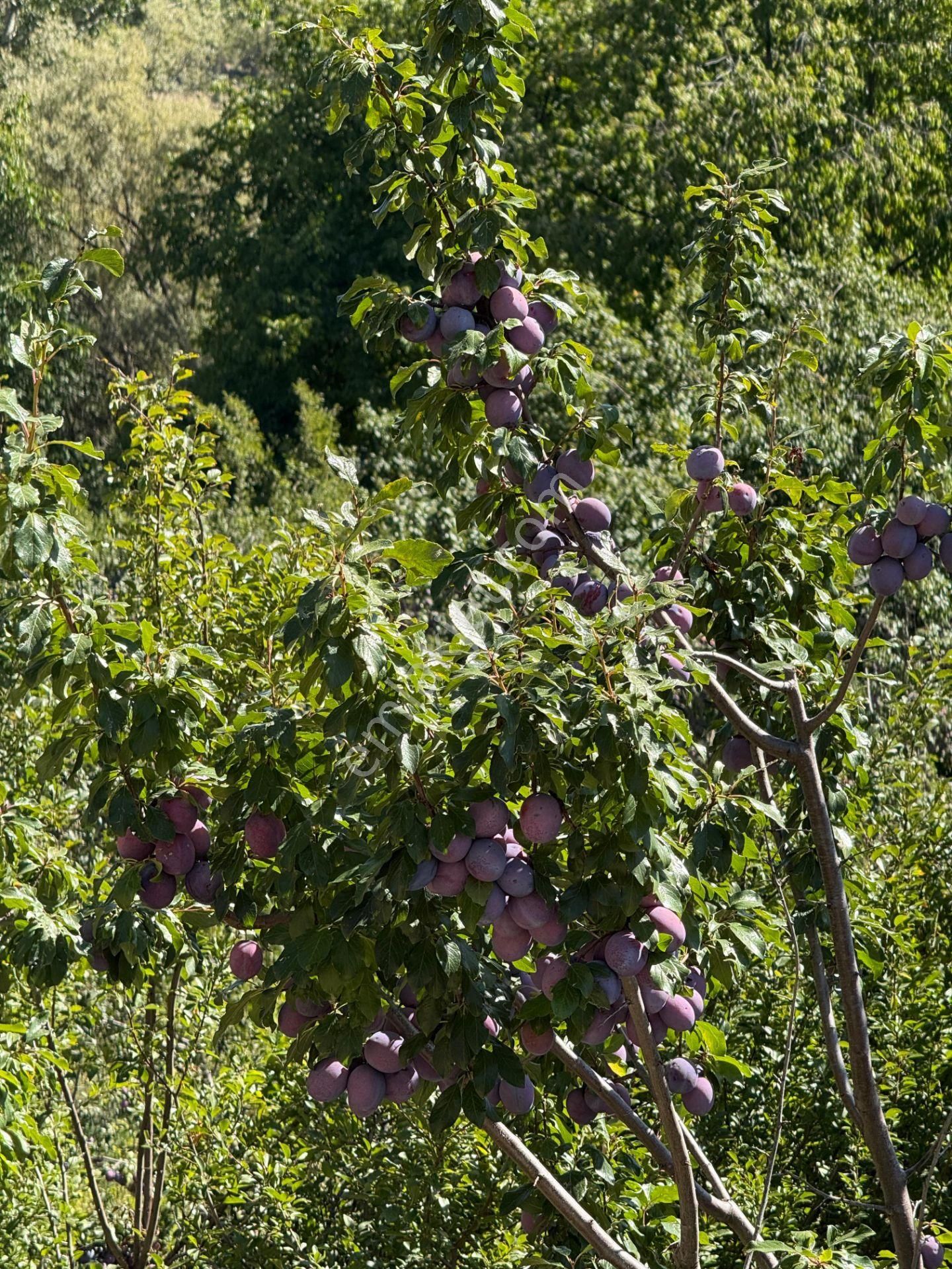 Bolkar Emlaktan Arslanköyde Satılık Köy İçi 450 M² Arsa - Görsel 24