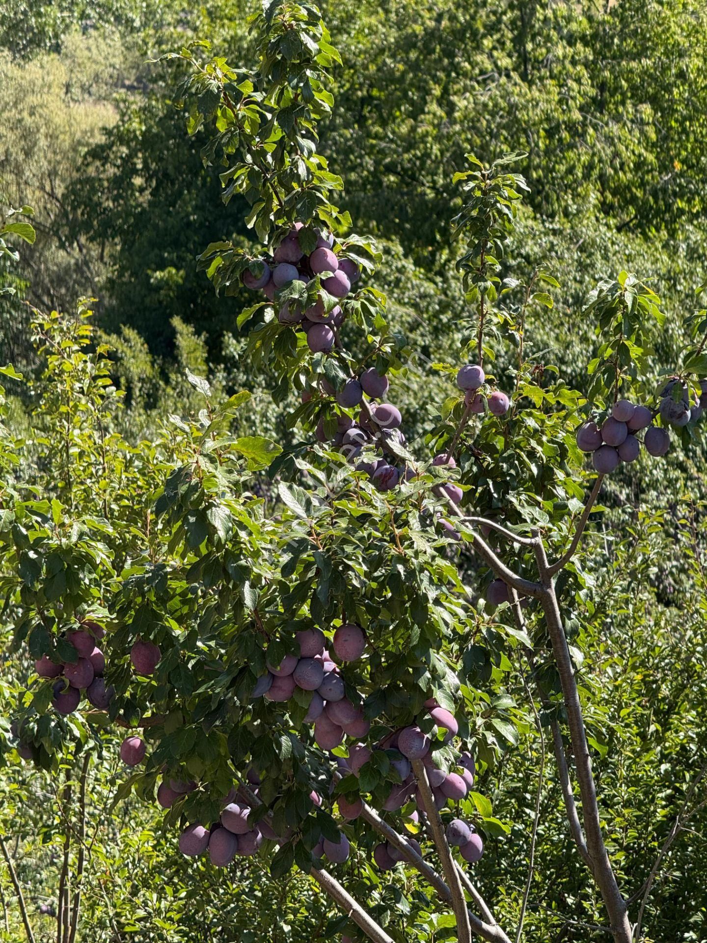 Bolkar Emlaktan Arslanköyde Satılık Köy İçi 450 M² Arsa - Görsel 22