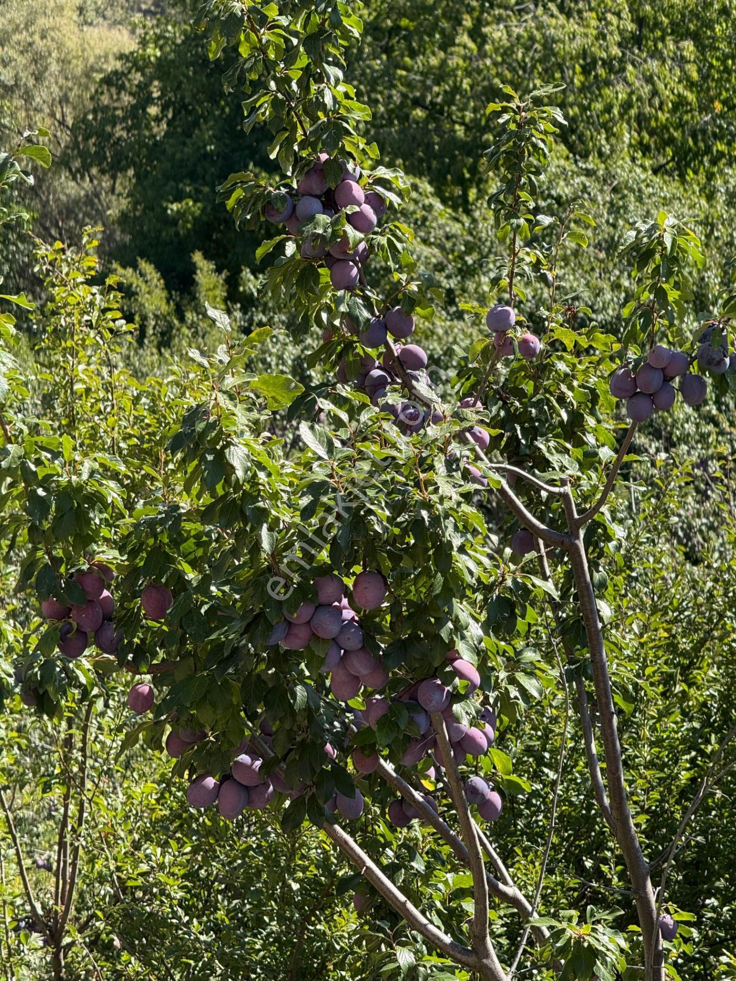Bolkar Emlaktan Arslanköyde Satılık Köy İçi 450 M² Arsa - Görsel 19
