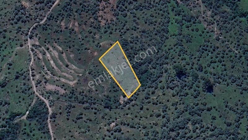 My - Milas Bayır Çatak Mevkiinde Satılık 2.991m Zeytinlik