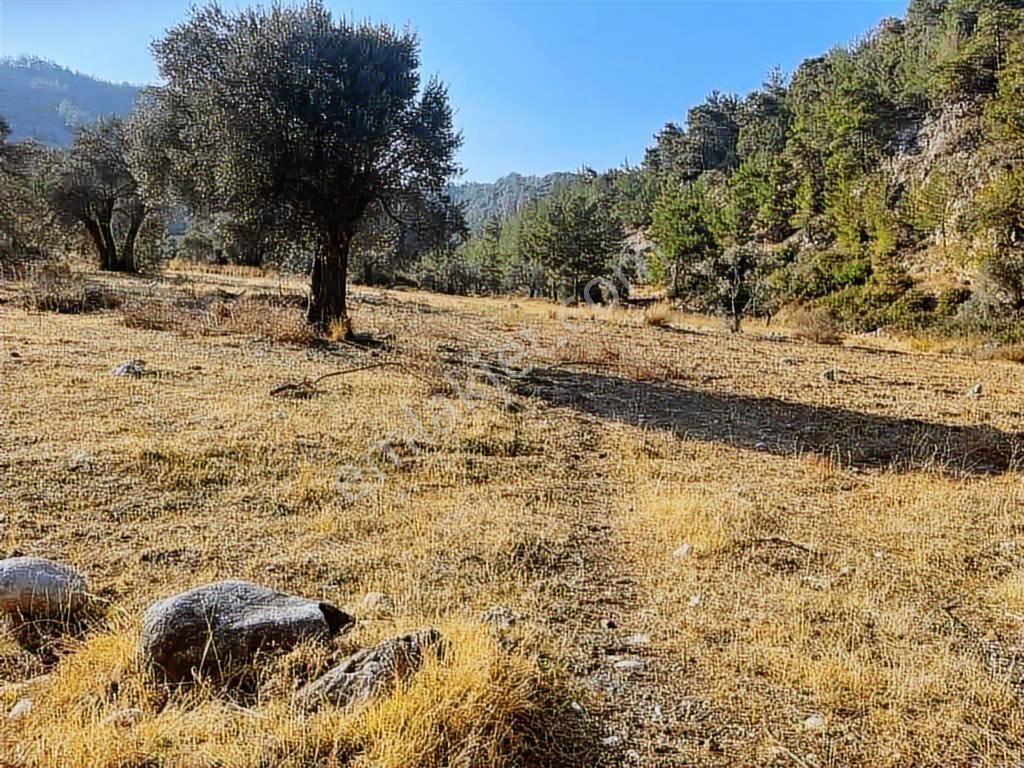 Zeytinköy'de Akbük Yolu Üzerinde, Geleceğin Değeri: 4.188m²tarla - Görsel 4