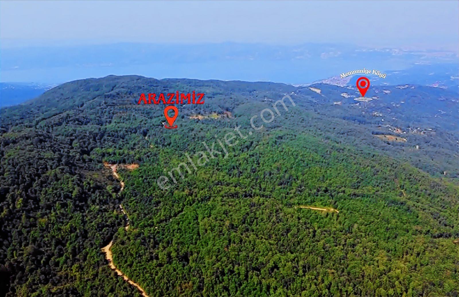 Sapanca Memnuniye Doğa İçinde Müstakil Yola Cephe Fındık Bahçesi - Görsel 2