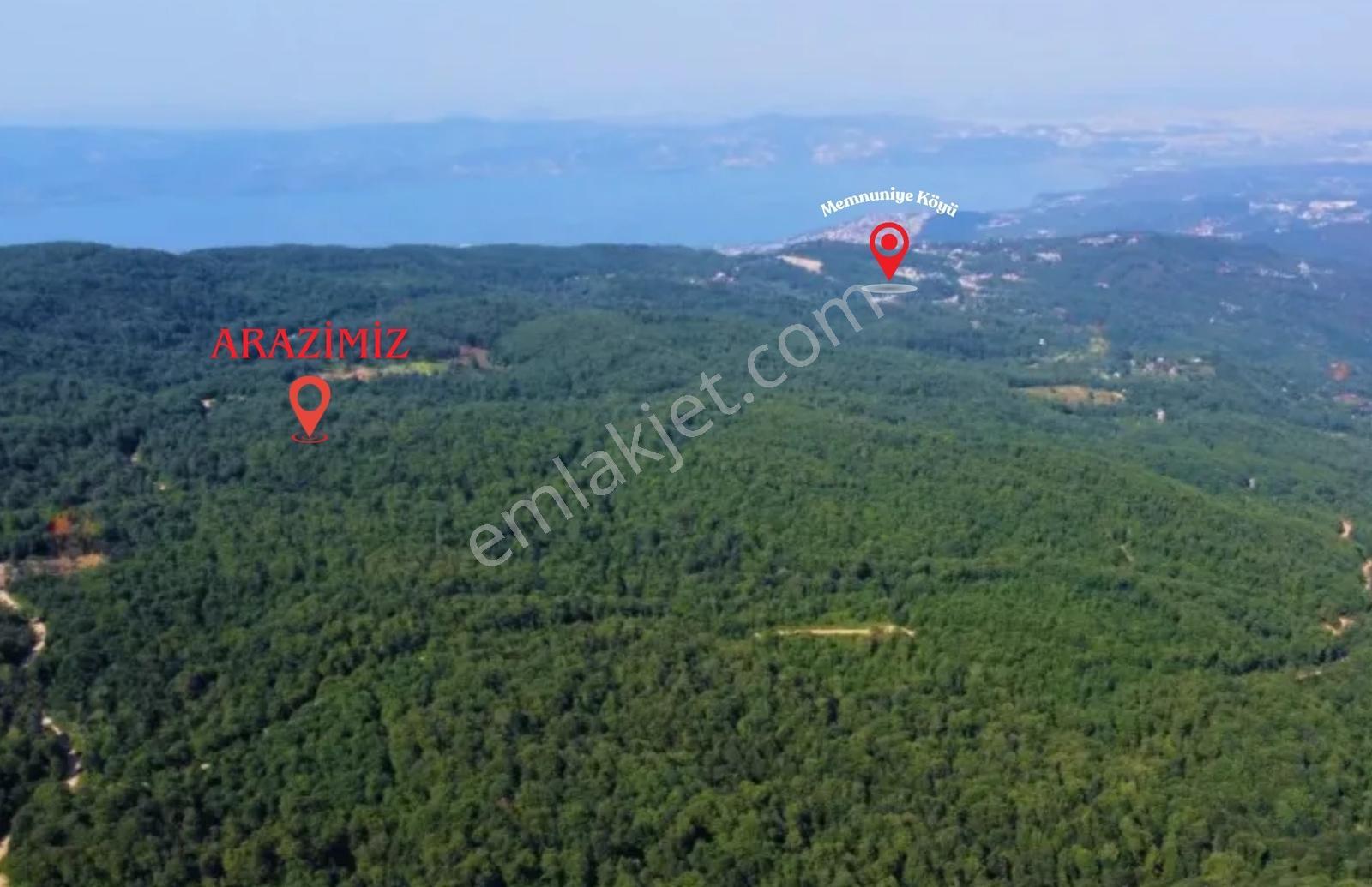 Sapanca Memnuniye Doğa İçinde Müstakil Yola Cephe Fındık Bahçesi