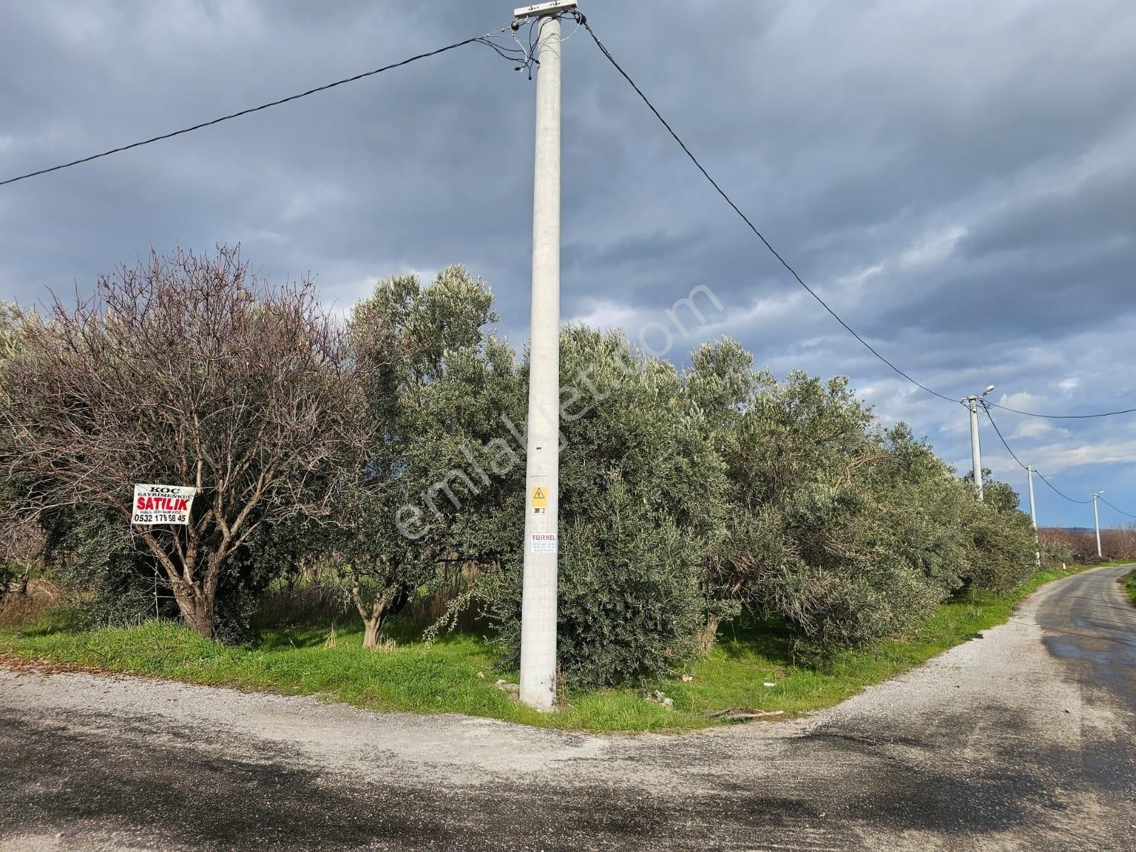İzmir Kemalpaşa Örende Satılık Kıraz Bahcesi