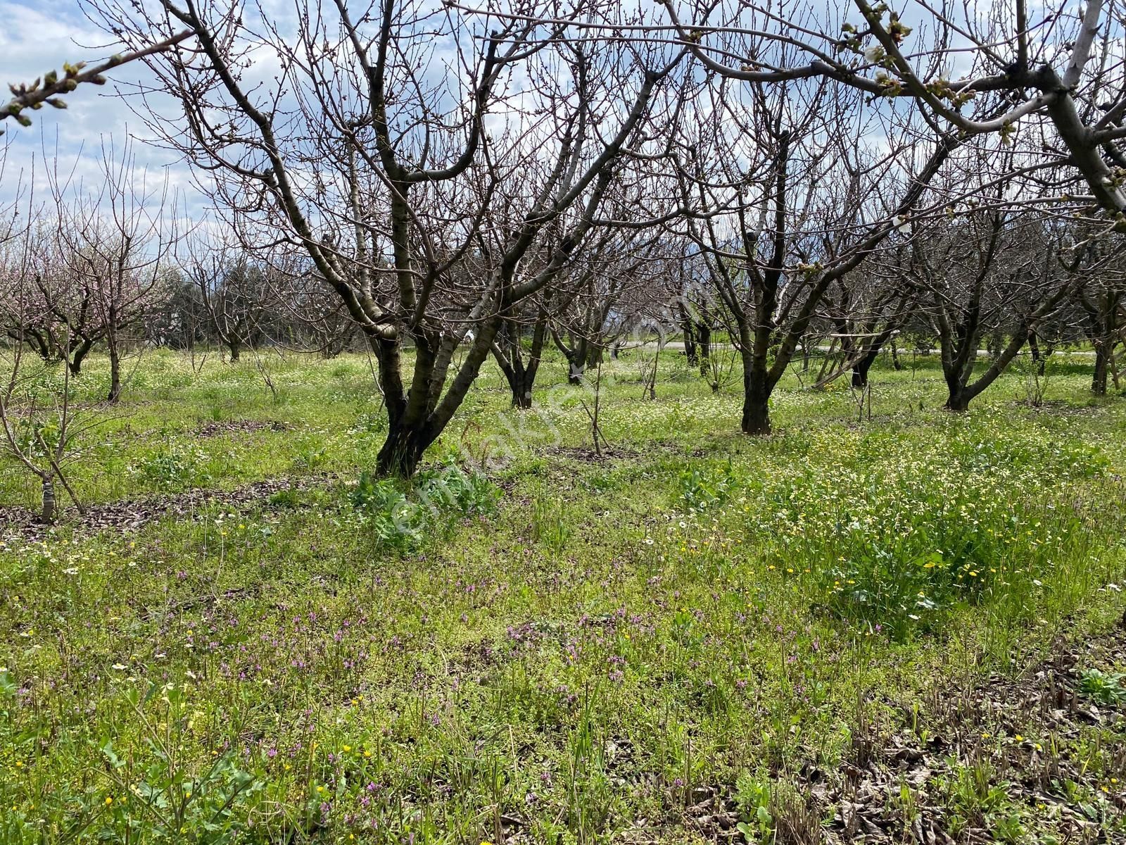 İzmir Kemalpaşa Örende Satılık Kıraz Bahcesi - Görsel 25