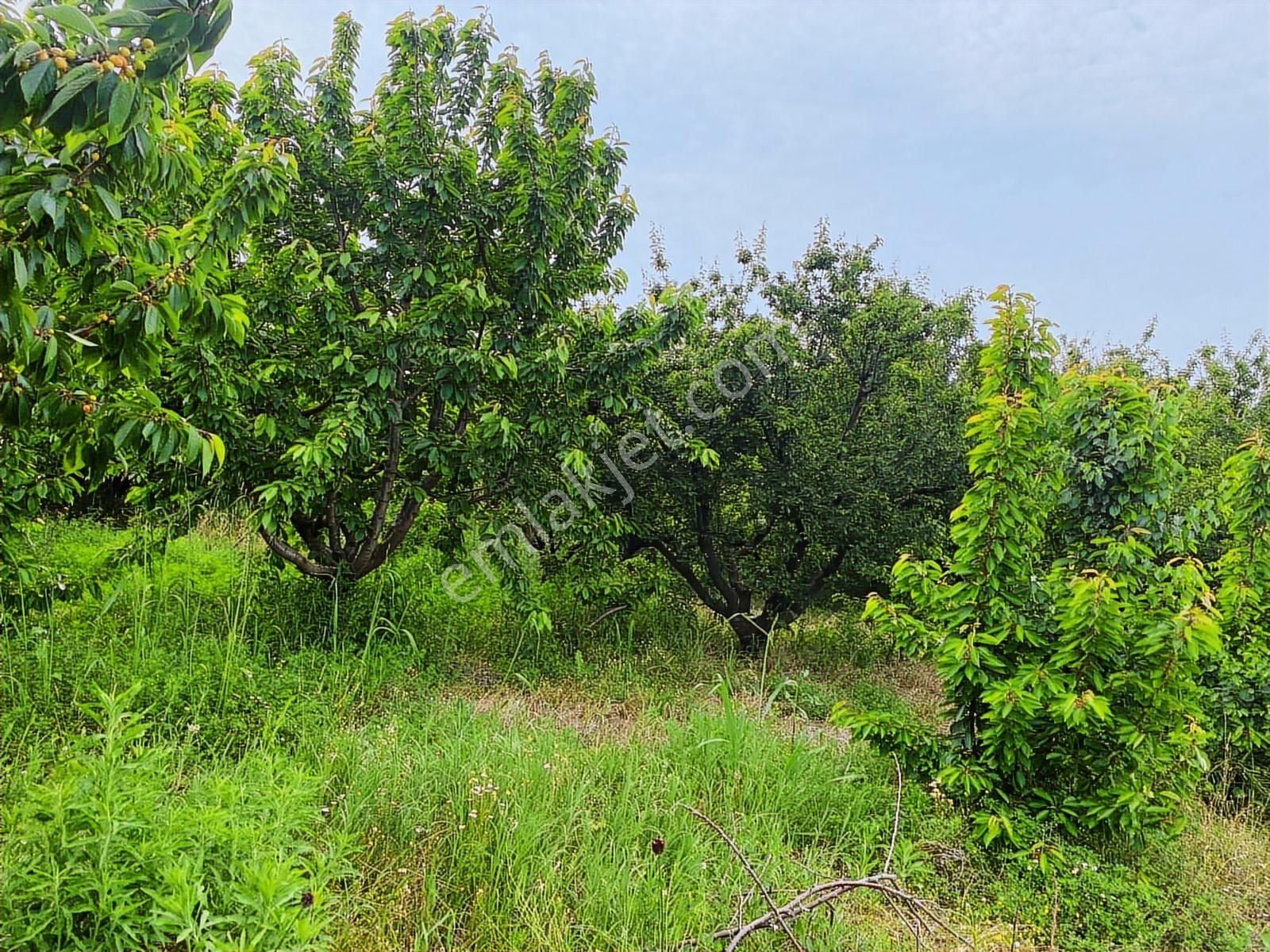 İzmir Kemalpaşa Örende Satılık Kıraz Bahcesi - Görsel 12
