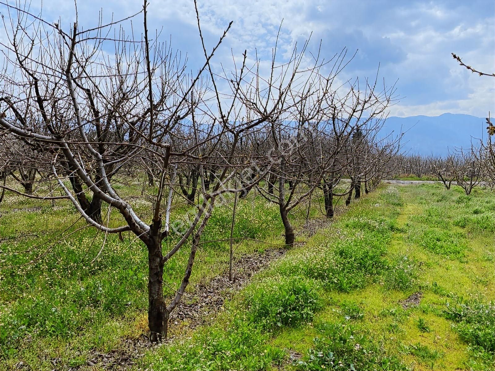 İzmir Kemalpaşa Örende Satılık Kıraz Bahcesi - Görsel 20