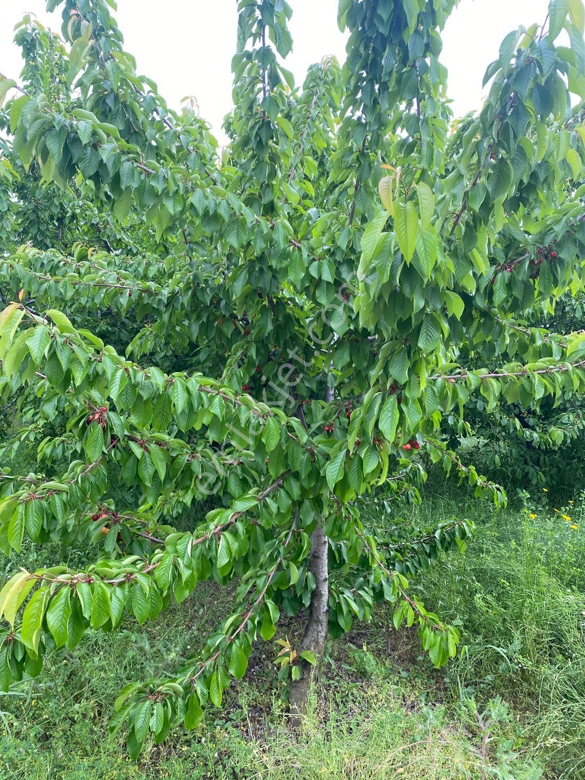İzmir Kemalpaşa Örende Satılık Kıraz Bahcesi - Görsel 18
