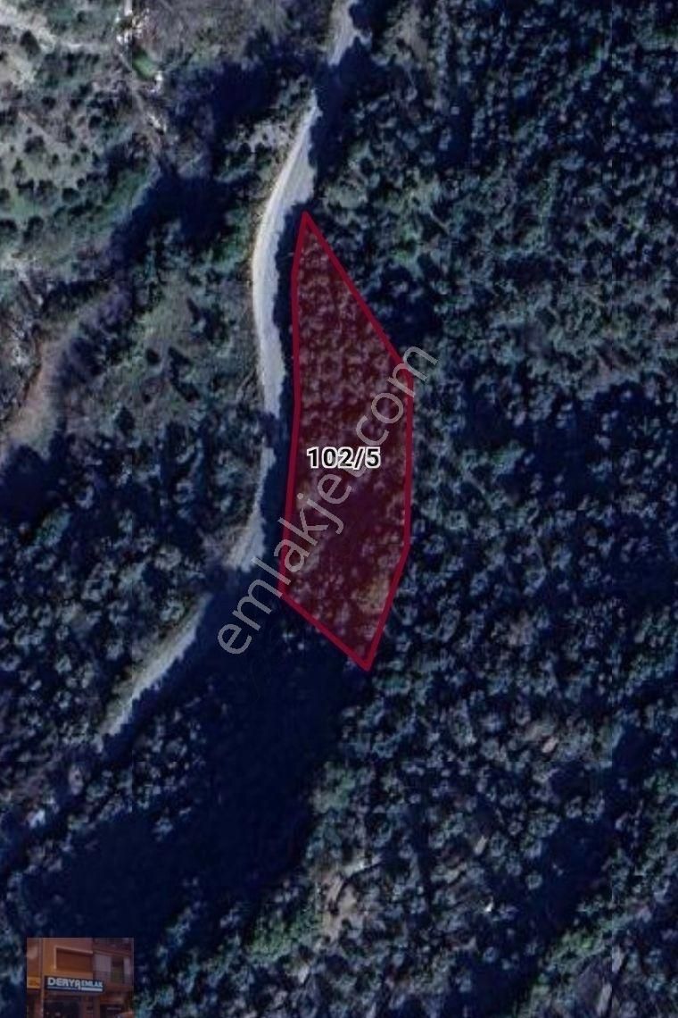 Aydın Ortaköy Satılık Zeytin Bahçesi 2460 M2 - Görsel 2