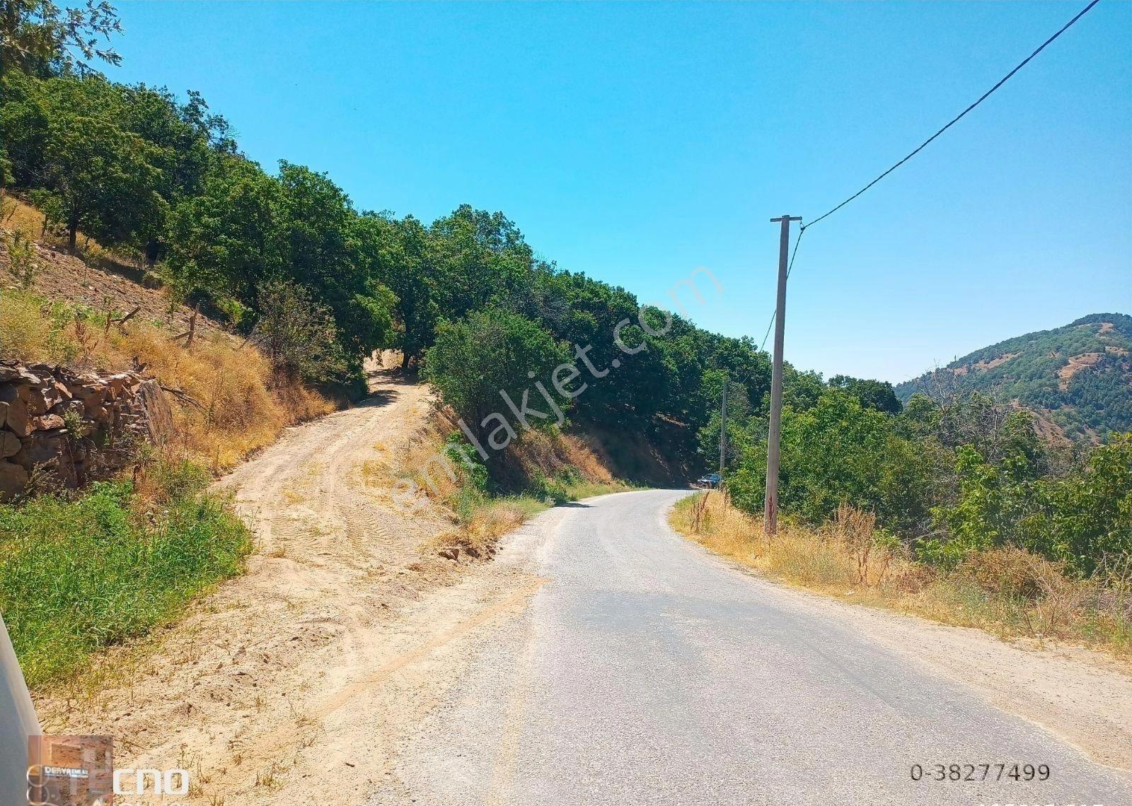 Aydın Satılık Kestane Bahçesi Ana Asfalt Yola Sıfır - Görsel 16
