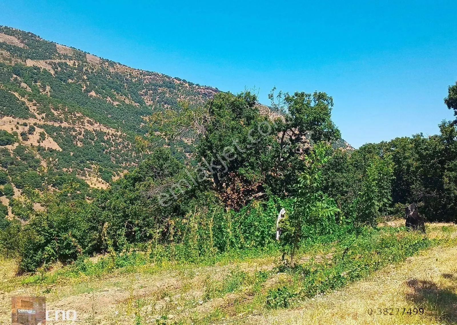 Aydın Satılık Kestane Bahçesi Ana Asfalt Yola Sıfır - Görsel 12