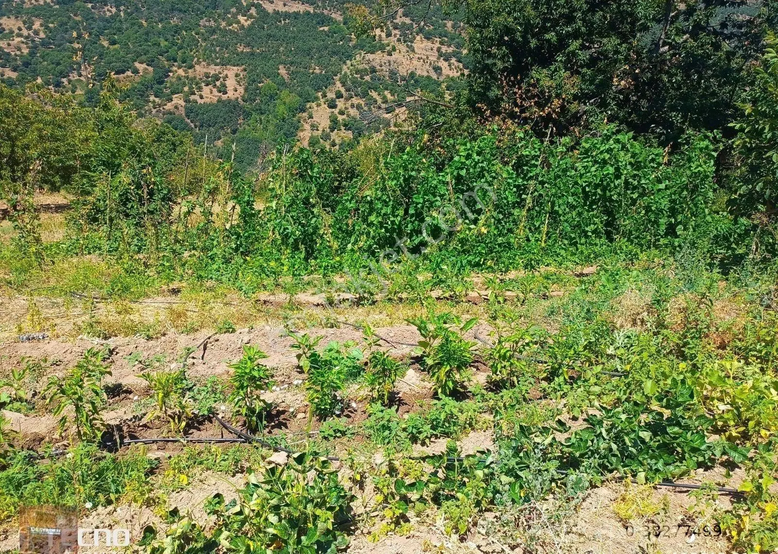 Aydın Satılık Kestane Bahçesi Ana Asfalt Yola Sıfır - Görsel 11