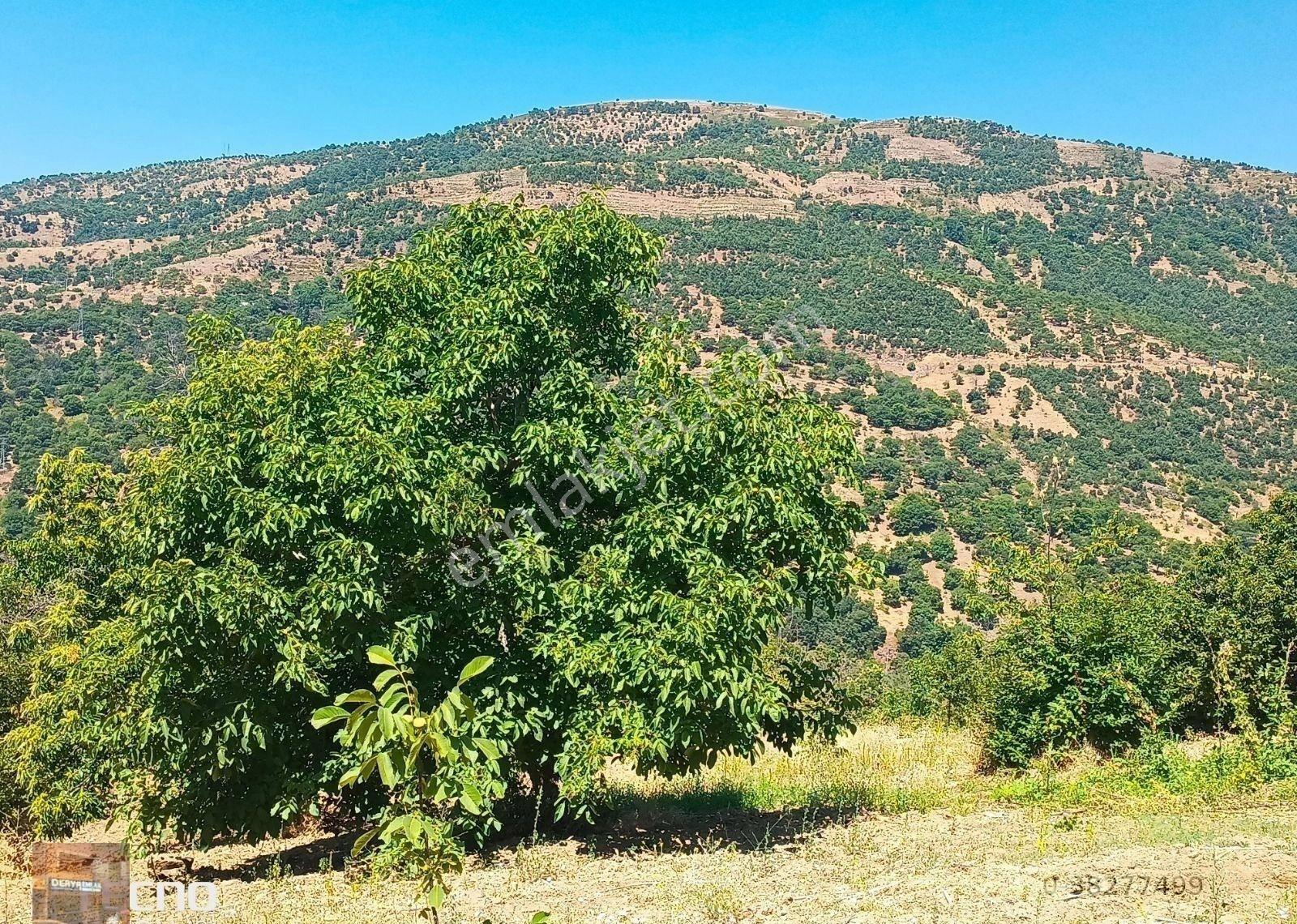 Aydın Satılık Kestane Bahçesi Ana Asfalt Yola Sıfır - Görsel 30