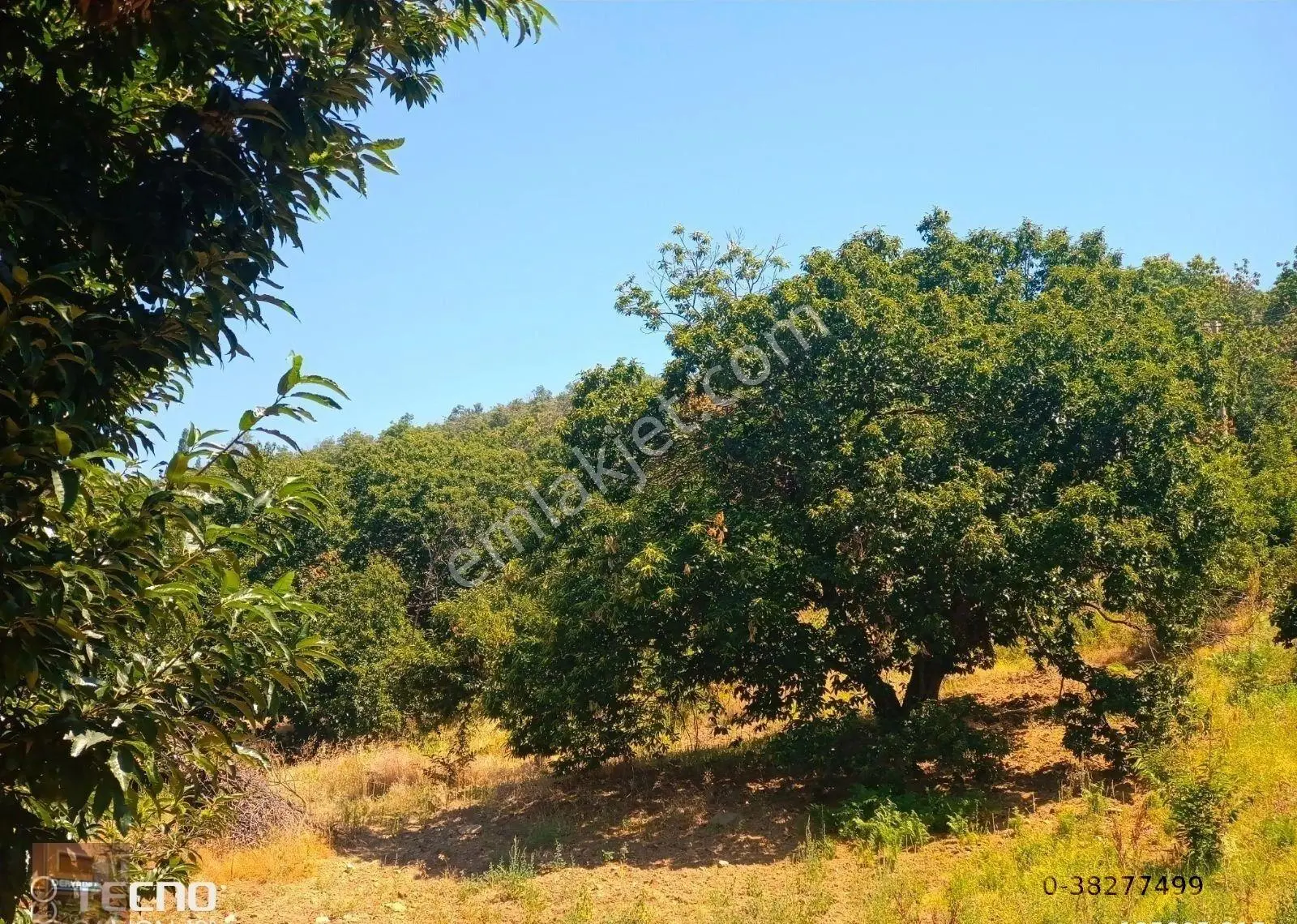 Aydın Satılık Kestane Bahçesi Ana Asfalt Yola Sıfır - Görsel 3