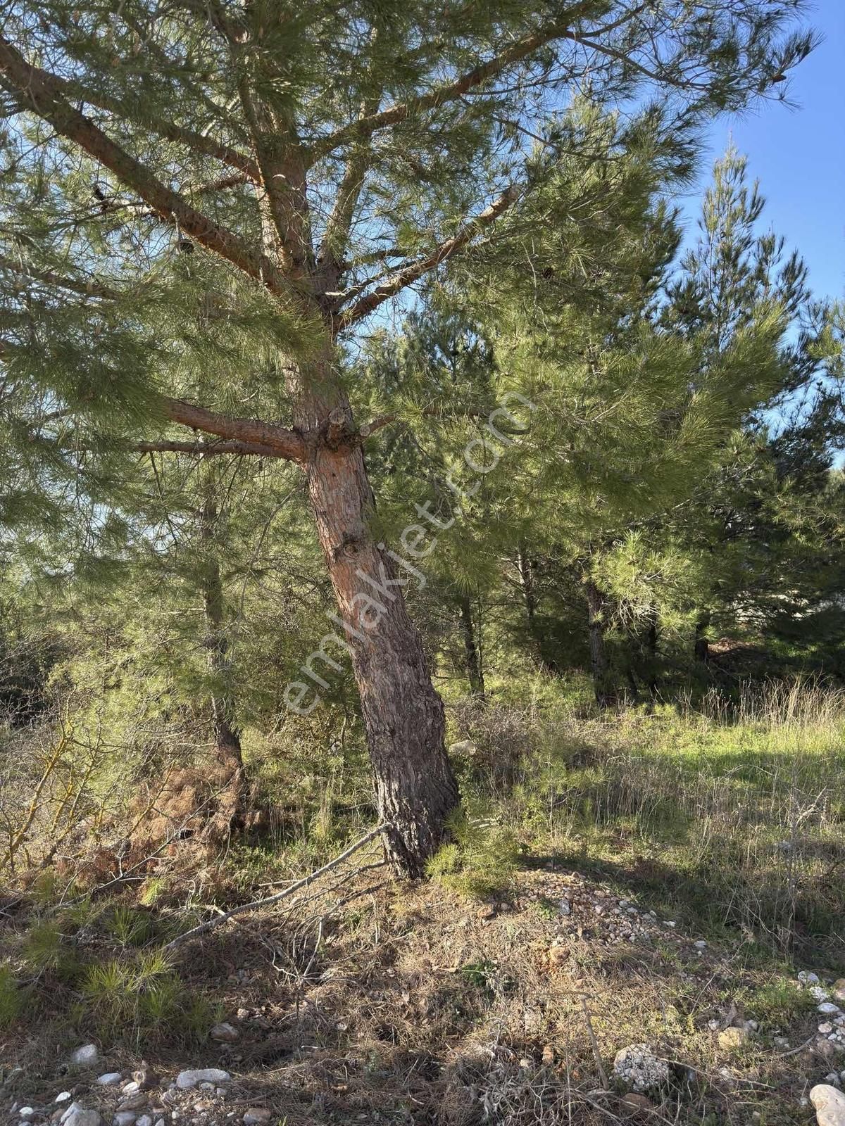 Muğla Menteşe Yaraş Mah Soda Mevkii 4.344 M2 Yatırımlık Tarla - Görsel 15